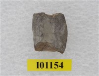 藏品(魚骨)的圖片